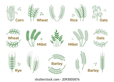 Cereal And Grain. Rice Wheat Barley Rye Icons, Bakery And Organic Products Logo. Vector Set