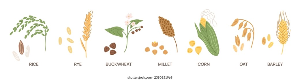 Cereal grains. Agriculture seeds and plants. Vegetarian nutrition. Different farm crops. Buckwheat and rice. Ear of corn. Barley harvest. Millet stems. Oat and rye