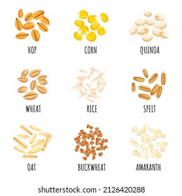 Cereal grains. Different seeds and crops. Organic corn, spelt, rice and buckwheat, healthy natural products, porridge main ingredients, nutrition elements, vector set