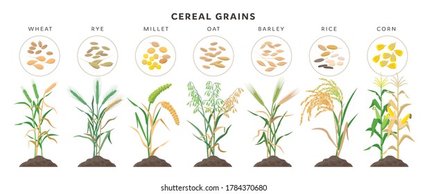 Granos de cereales con semillas - conjunto de iconos, ilustraciones vectoriales. Grasas de cereales cultivadas a partir de suelo aislado sobre fondo blanco.