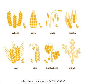 Cereal grains vector icons. rice, wheat, corn, oats, rye, barley