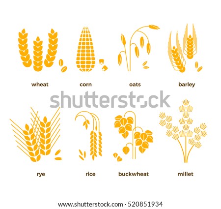 Similar – Image, Stock Photo Wheat ears in the field, top view, stalks still green, close up