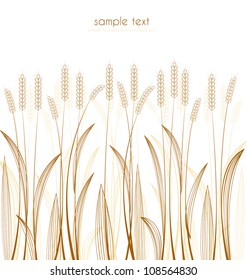 cereal grass on white background