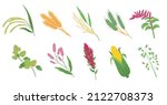 Cereal grasses. Cartoon flat spikelets with grains and seeds, agricultural crops, wheat, corn and oat, millet plant, rye and barley, farm harvest, vector isolated botanical set