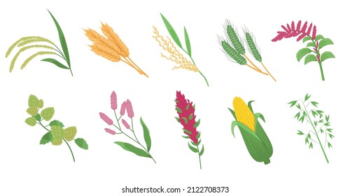 Cereal grasses. Cartoon flat spikelets with grains and seeds, agricultural crops, wheat, corn and oat, millet plant, rye and barley, farm harvest, vector isolated botanical set