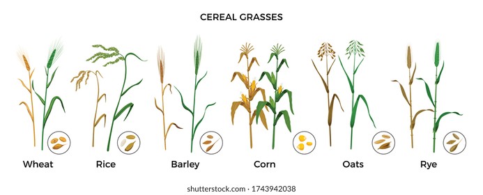 Cereal grasses flat icons set with wheat rice barley corn oats rye plants and seeds isolated vector illustration