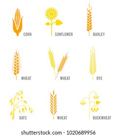 Cereal icons set with rice, wheat, corn, oats, rye, barley, sunflower, buckwheat. The concept of labeling organic products, harvesting and agriculture, grain, bakery products, healthy food. Agricultur