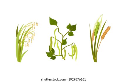 Cereal and Legume Plants with Hanging Pods and Grain Vector Set