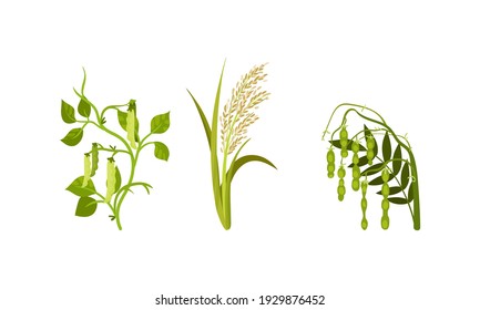 Cereal and Legume Plants with Hanging Pods and Grain Vector Set