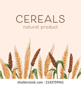 Cereal plants border on background with grain crops, barley and millet drawing. Natural food cover with spikelets, ears, seeds. Package design template. Realistic hand-drawn vector illustration