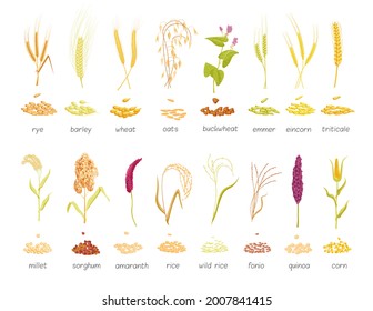 Cereal plants and seeds agricultural crops isolated set. Big collection of botanical farm grasses wheat, rye, oat, millet, barley, maize, rice planting vector illustration isolated on white background