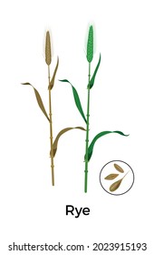Cereal plants seeds botanical composition with images of rye plants with round icon of seeds vector illustration