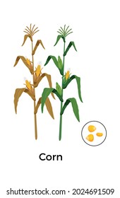 Cereal plants seeds botanical composition with images of corn plants with round icon of seeds vector illustration