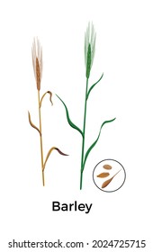 Cereal plants seeds botanical composition with images of barley plants with round icon of seeds vector illustration