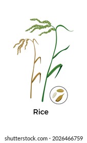 Cereal plants seeds botanical composition with images of rice plants with round icon of seeds vector illustration