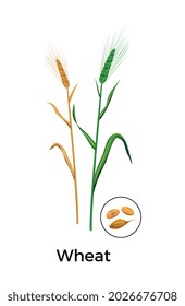 Cereal plants seeds botanical composition with images of wheat plants with round icon of seeds vector illustration