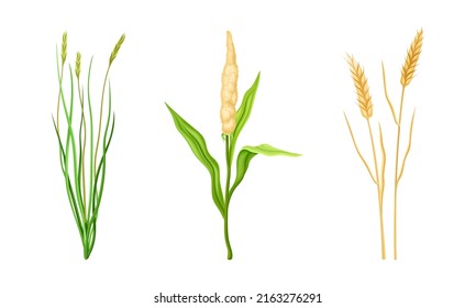 Getreidepflanzenspikelets-Set. Steine von Getreidepflanzen, Vektorgrafik