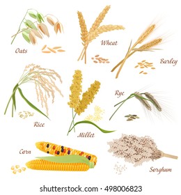 Cereal Plants vector icons illustrations. Oats wheat barley rye millet rice sorghum corn set.