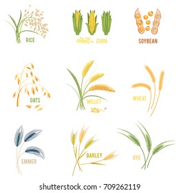 Cereal Plants vector icons illustrations. Isolated symbols of wheat and rye ears, seeds and oat or barley millet with rice sheaf. Concept for organic products label, harvest and farming, grain, bakery