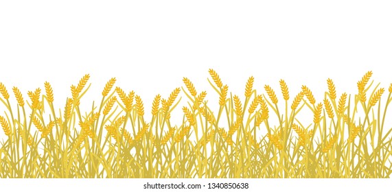 Cereal rye field banner background. Yellow gold autumn agricultural plant grass. Barley vector illustration. Agricultural wheat harvest.
