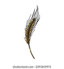 cereal rye hand drawn. agriculture harvest, organic farm, plant crop cereal rye vector sketch. isolated color illustration