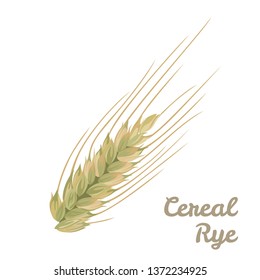 Cereal Rye icon. Vector Rye spikelet isolated on white background.  Illustration of Ear grain plant in cartoon flat style.