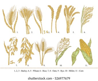 Cereal set. Hand drawn barley, wheat, rice, oats, rye, millet, corn isolated on white. Vector illustration