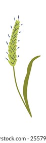 Cereal spikelet of green wheat