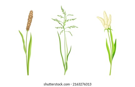 Getreidespikelette Getreidepflanzen Set. Landwirtschaftliches ökologisches Erzeugnis, Vektorgrafik