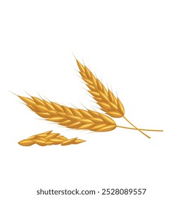 Cereal wheat, oat and barley ears spikes and grains.For design beer, bread, flour packaging. Symbols for healthy natural farming food, whole organic spikelets elements on white.