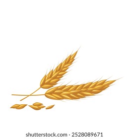 Cereal wheat, oat and barley ears spikes and grains.For design beer, bread, flour packaging. Symbols for healthy natural farming food, whole organic spikelets elements on white.