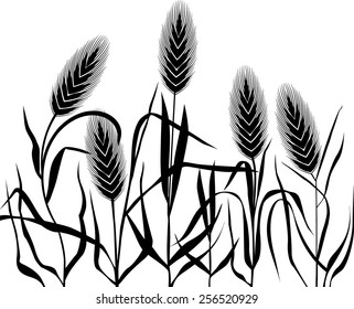 Cereals