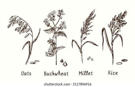 Cereals collection. Oats, buckwheat, millet and rice plant. Ink black and white doodle drawing in woodcut style.