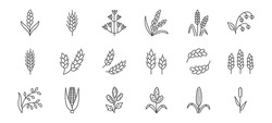 Cereals Doodle Illustration Including Icons - Pearl Millet, Agriculture, Wheat, Barley, Rice, Maize, Timothy Grass, Buckwheat, Proso, Sorghum. Thin Line Art About Grain Plants. Editable Stroke