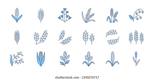 Cereals doodle illustration including icons - pearl millet, agriculture, wheat, barley, rice, timothy grass, buckwheat, proso, sorghum. Thin line art about grain plants. Blue Color, Editable Stroke