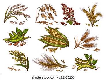 Cereals and grain plants vector set. Isolated symbols of wheat and rye ears, buckwheat seeds and oat or barley millet with rice sheaf. Agriculture harvest of corn cob and farm legume beans or pea