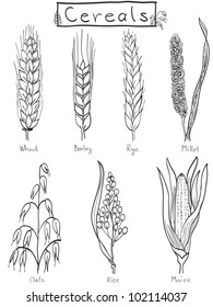 Cereals hand-drawn illustration - wheat, barley, rye, millet, oat, rice, maize