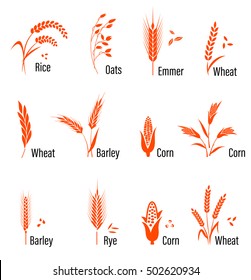 Cereais ícone definido com arroz, trigo, milho, aveia, centeio, cevada. Conceito para etiqueta de produtos orgânicos, colheita e agricultura, grãos, padaria, alimentos saudáveis.