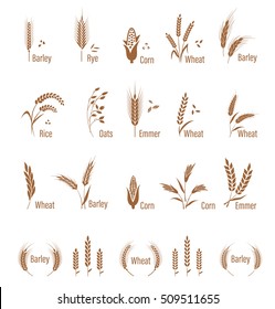 Cereals icon set with rice, wheat, corn, oats, rye, barley. Concept for organic products label, harvest and farming, grain, bakery, healthy food. Agricultural symbols isolated on white background.