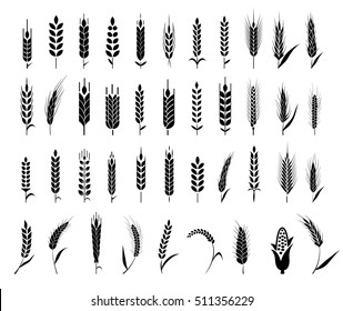 Cereals icon set with rice, wheat, corn, oats, rye, barley. Ears of wheat bread symbols. Organic , agriculture seed, plant and food, natural eat. Vector illustration.
