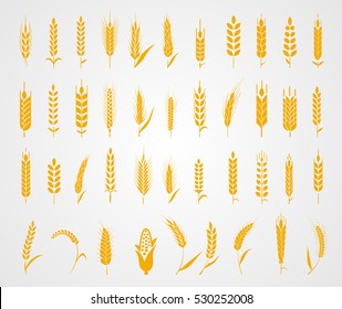 Cereals icon set with rice, wheat, corn, oats, rye, barley. Concept for organic products label, harvest and farming, grain, bakery, healthy food. 