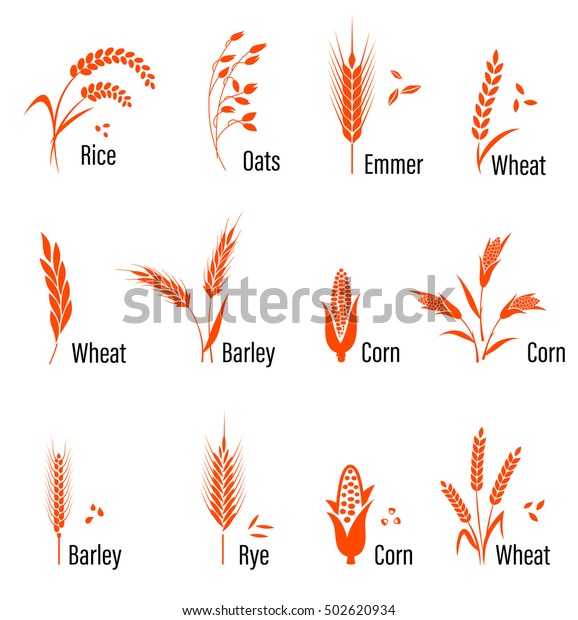 Cereals Icon Set Rice Wheat Corn Stock Vector (Royalty Free) 502620934 ...