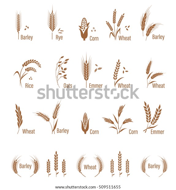 Cereals icon set with rice, wheat, corn,\
oats, rye, barley. Concept for organic products label, harvest and\
farming, grain, bakery, healthy food. Agricultural symbols isolated\
on white background.