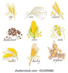 Cereals Icon Set With Rye Rice Wheat Corn Oats Millet Soybean Ear Of Grain Vector Illustration 