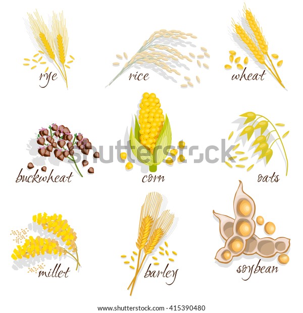 Cereals icon set with rye rice wheat\
corn oats millet soybean ear of grain vector illustration\
