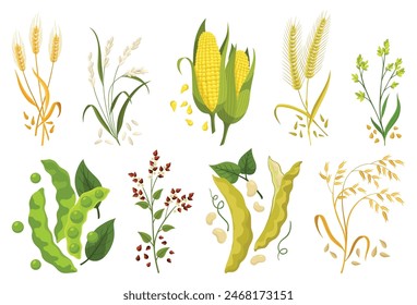 Cereals icons grain plants set. Isolated agriculture corn cob and legume beans or green pea pods farm crop harvest. Ripe grass cereal crops, agricultural plant vector illustration