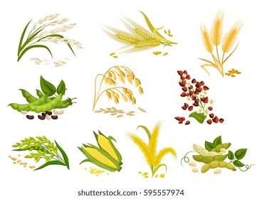 Cereals icons of grain plants. Vector wheat and rye ears, buckwheat seeds and oat or barley millet and rice sheaf. Isolated agriculture corn cob and legume beans or green pea pods farm crop harvest