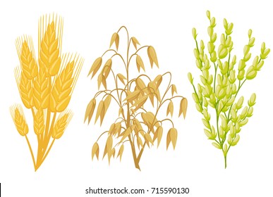 Cereals Icons Of Grain Plants. Vector Wheat And Rye Ears, Buckwheat Seeds And Oat Or Barley Millet And Rice Sheaf. Isolated Agriculture Corn Cob And Legume Beans Or Green Pea Pods Farm Crop Harvest.