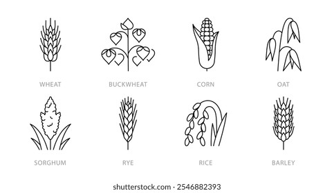 Ícones de linha de cereais - trigo, trigo mourisco, milho, aveia, sorgo, arroz, cevada. Picos e panículas de plantas de grão. Pão, nutrição, fibra, carboidratos. Ilustração linear, traçado editável, linha fina