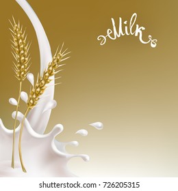 cereals and milk, wheat ears splashing milk splash vector